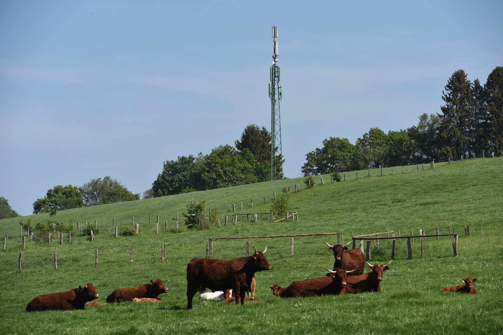 Handy orten ohne Zustimmung: GSM Funkmast auf Kuh-Weide